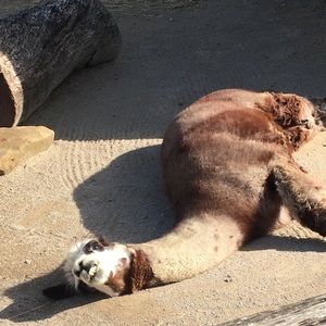 Meet your Posher, Dory